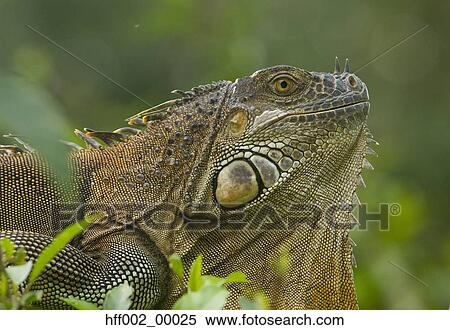 Green Iguana Costa Rica Central America View Large Photo Image Stock Photography - Green Iguana Costa Rica Central America. Fotosearch