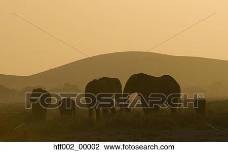 Group Of Adult And Young Elephants At Sunset View Large Photo Image Stock Image - Group Of Adult And Young Elephants At Sunset. Fotosearch
