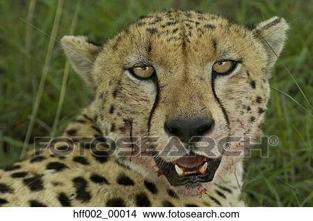 Picture - Head Shot Of Cheetah With Bloody Face From Eating A Recent Kill. Fotosearch