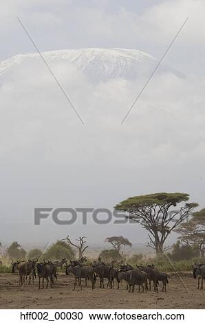Herd Of Wildebeest In Plains With Mt. Kilimanjaro Summit Above The Clouds View Large Photo Image Stock Image - Herd Of Wildebeest In Plains With Mt. Kilimanjaro Summit Above The Clouds. Fotosearch