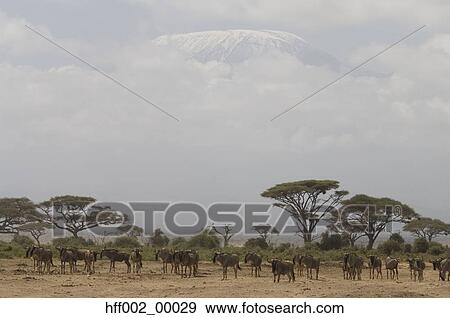 Herd Of Wildebeest In Plains With Mt. Kilimanjaro Summit Above The Clouds View Large Photo Image Stock Photo - Herd Of Wildebeest In Plains With Mt. Kilimanjaro Summit Above The Clouds. Fotosearch