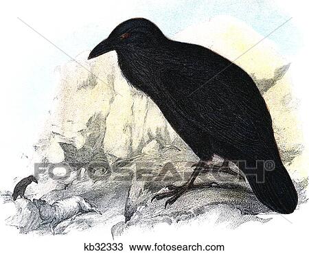 Stock Image - Illustration Black Raven On Ledge Looking Down On Scavenging Bird With Sheep . Fotosearch
