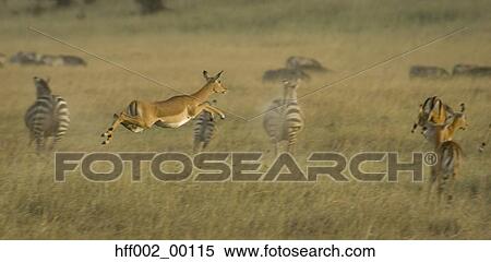 Impala Running And Jumping View Large Photo Image Stock Photography - Impala Running And Jumping. Fotosearch