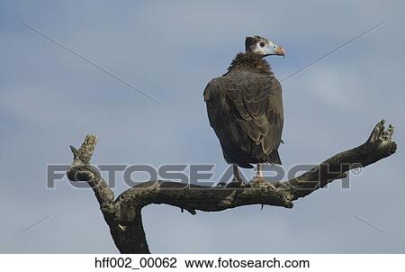 Juvenile White-Headed Vulture On Branch View Large Photo Image Stock Image - Juvenile White-Headed Vulture On Branch. Fotosearch