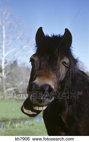 Laughing Horse Portrait Equine View Large Photo Image Stock Photograph - Laughing Horse Portrait Equine. Fotosearch