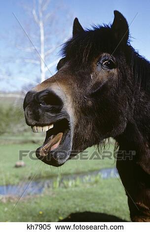 Laughing Talking Horse Portrait View Large Photo Image Stock Photography - Laughing Talking Horse Portrait . Fotosearch