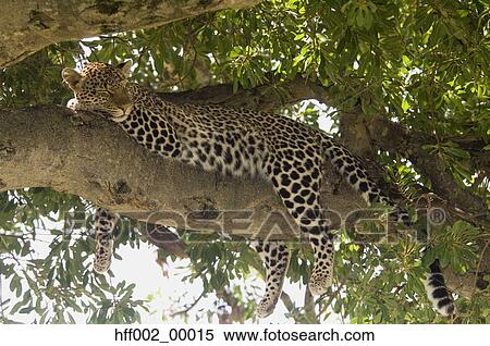 Leopard Lying In Tree Masai Mara Kenya View Large Photo Image Stock Photography - Leopard Lying In Tree Masai Mara Kenya. Fotosearch