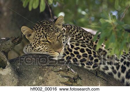 Leopard Lying In Tree View Large Photo Image Stock Photograph - Leopard Lying In Tree. Fotosearch