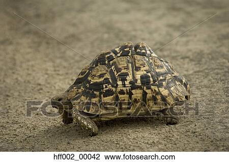 Leopard Tortoise Tanzania Serengeti View Large Photo Image Stock Image - Leopard Tortoise Tanzania Serengeti. Fotosearch