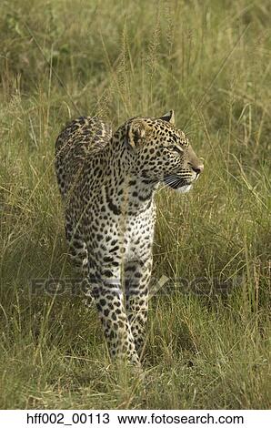 Leopard Walking In Tall Grass View Large Photo Image Stock Image - Leopard Walking In Tall Grass. Fotosearch