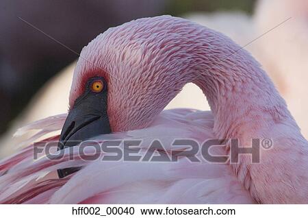 Lesser Flamingo Preening View Large Photo Image Stock Image - Lesser Flamingo Preening. Fotosearch