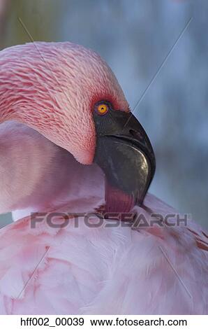 Lesser Flamingo Preening View Large Photo Image Stock Photo - Lesser Flamingo Preening. Fotosearch