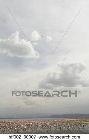 Lesser Flamingos In Lake Nakuru View Large Photo Image Stock Photo - Lesser Flamingos In Lake Nakuru. Fotosearch