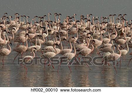 Lesser Flamingos Walking In Lake Nakuru Kenya View Large Photo Image Stock Image - Lesser Flamingos Walking In Lake Nakuru Kenya. Fotosearch