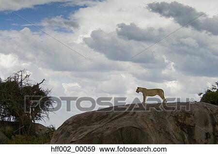 Lion Standing On Kopje View Large Photo Image Stock Photo - Lion Standing On Kopje. Fotosearch