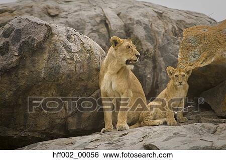 Stock Photograph - Lioness And Cub On Kopje. Fotosearch