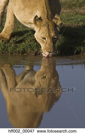 Stock Photo - Lioness Drinking At Waterhole Reflection. Fotosearch