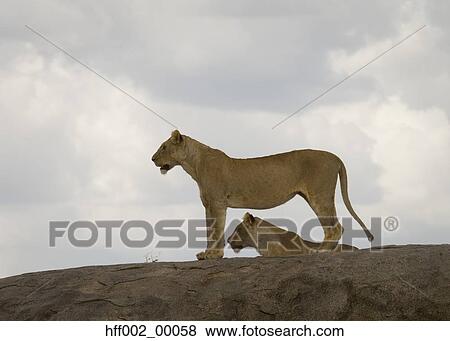 Stock Photo - Lioness Standing On Kopje Second Lioness In Background. Fotosearch