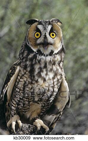 Stock Photo - Long Eared Owl Asio Otis Europe, Asia, North America. Fotosearch