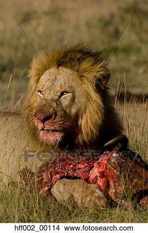 Male Lion Eating Kill Bloody Face View Large Photo Image Picture - Male Lion Eating Kill Bloody Face. Fotosearch