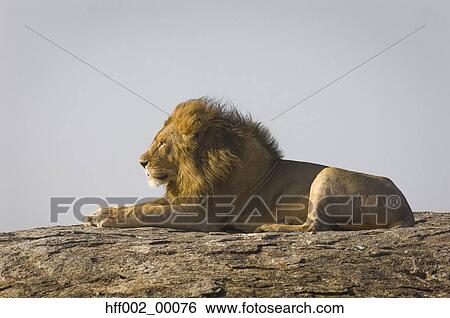 Stock Photograph - Male Lion Lying On Kopje. Fotosearch
