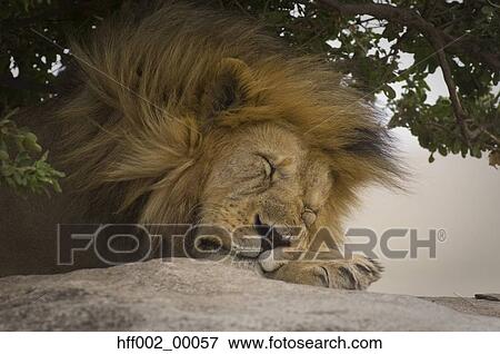 Male Lion Sleeping Under Tree Head Shot View Large Photo Image Stock Photo - Male Lion Sleeping Under Tree Head Shot. Fotosearch