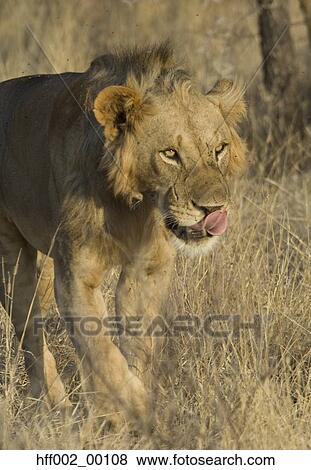 Stock Photo - Male Lion Walking In Plains Licking His Lips With Pink Tongue. Fotosearch