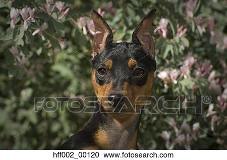 Miniature Pinscher View Large Photo Image Stock Image - Miniature Pinscher. Fotosearch