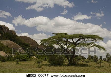Moru Kopje Serengeti National Park View Large Photo Image Stock Photo - Moru Kopje Serengeti National Park. Fotosearch