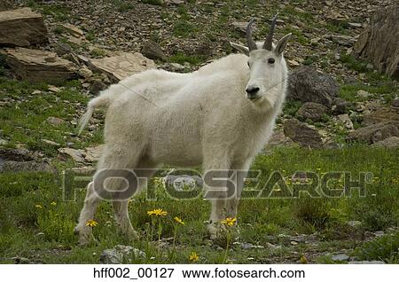 Mountain Goat At Logan Pass View Large Photo Image Stock Photo - Mountain Goat At Logan Pass. Fotosearch