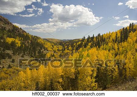 Mountains And Aspens In Autumn Near Cripple Creek View Large Photo Image Stock Photo - Mountains And Aspens In Autumn Near Cripple Creek. Fotosearch