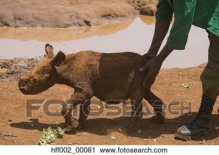 Stock Image - Muddy Month Old Orphanted Rhino At David Sheldrick Wildlife Trust. Fotosearch
