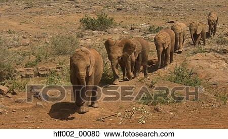 Orphaned Elephants Walking In Line At David Sheldrick Wildlife Trust View Large Photo Image Stock Image - Orphaned Elephants Walking In Line At David Sheldrick Wildlife Trust. Fotosearch
