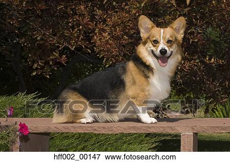 Pembroke Welsh Corgi View Large Photo Image Stock Photo - Pembroke Welsh Corgi. Fotosearch