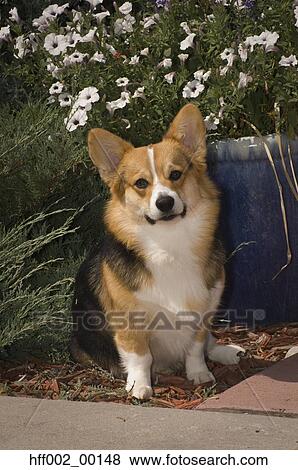 Pembroke Welsh Corgi View Large Photo Image Stock Photo - Pembroke Welsh Corgi. Fotosearch