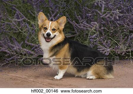 Pembroke Welsh Corgi View Large Photo Image Stock Photograph - Pembroke Welsh Corgi. Fotosearch