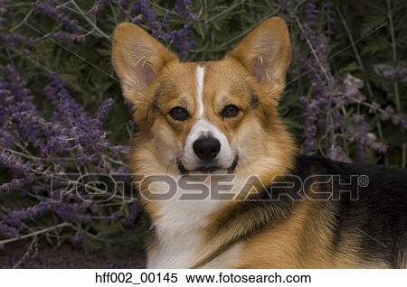 Pembroke Welsh Corgi View Large Photo Image Stock Photography - Pembroke Welsh Corgi . Fotosearch