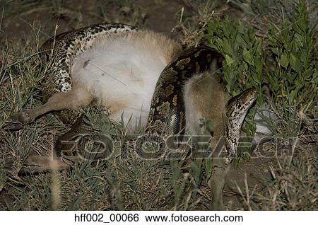 Python Suffocating Young Reedbuck View Large Photo Image Stock Photograph - Python Suffocating Young Reedbuck. Fotosearch