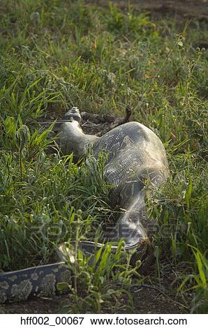 Stock Photo - Python With Reedbuck Inside Digesting It. Fotosearch