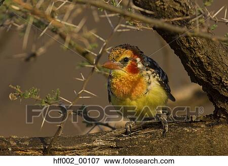 Red-And-Yellow Barbet On A Tree Branch View Large Photo Image Stock Photo - Red-And-Yellow Barbet On A Tree Branch. Fotosearch