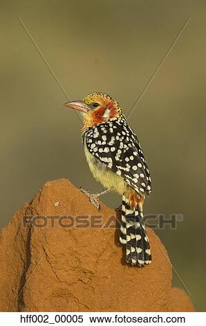 Stock Photography - Red-And-Yellow Barbet Sitting On Rock. Fotosearch