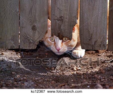 Red Tabby Cat Looking Under Fence View Large Photo Image Stock Photo - Red Tabby Cat Looking Under Fence. Fotosearch