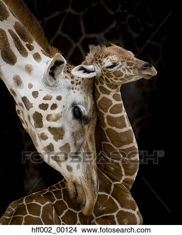 Reticulated Giraffe Nuzzling Baby View Large Photo Image Picture - Reticulated Giraffe Nuzzling Baby. Fotosearch