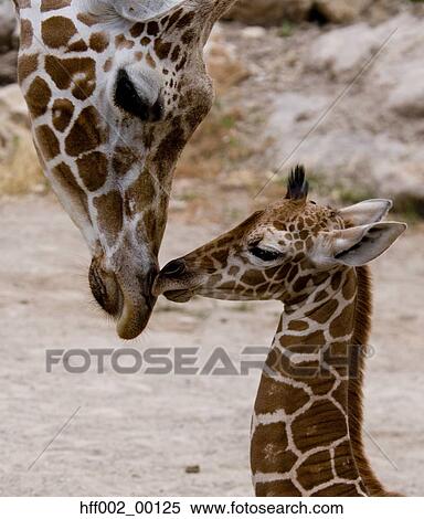 Reticulated Giraffe Nuzzling Baby View Large Photo Image Stock Photography - Reticulated Giraffe Nuzzling Baby. Fotosearch