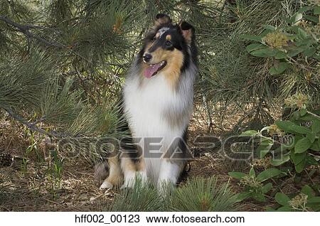 Stock Image - Rough Collie Sitting Under Pine Tree. Fotosearch