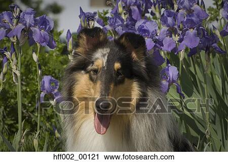Rough Collie View Large Photo Image Stock Image - Rough Collie. Fotosearch