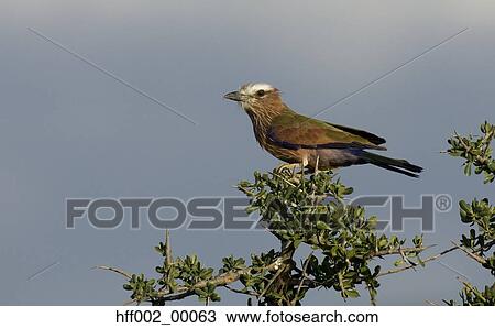 Rufous-Crowned Roller In Tree View Large Photo Image Stock Image - Rufous-Crowned Roller In Tree. Fotosearch