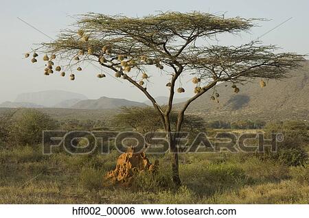 Samburu National Reserve Acacia Tree Termite Hill Flat Mountain Ololokwe Sacred Mountain Of Samburu Weaver Bird Nests View Large Photo Image Stock Photograph - Samburu National Reserve Acacia Tree Termite Hill Flat Mountain Ololokwe Sacred Mountain Of Samburu Weaver Bird Nests. Fotosearch
