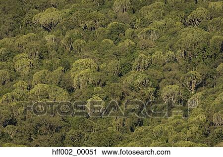 Stock Image - Scenic Of Slope Of Ngorongoro Crater . Fotosearch