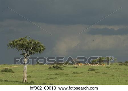 Scenic Plains Acacia Tree In Masai Mara Showing Road And Impala Herd And Approaching Stormy Sky View Large Photo Image Stock Image - Scenic Plains Acacia Tree In Masai Mara Showing Road And Impala Herd And Approaching Stormy Sky. Fotosearch